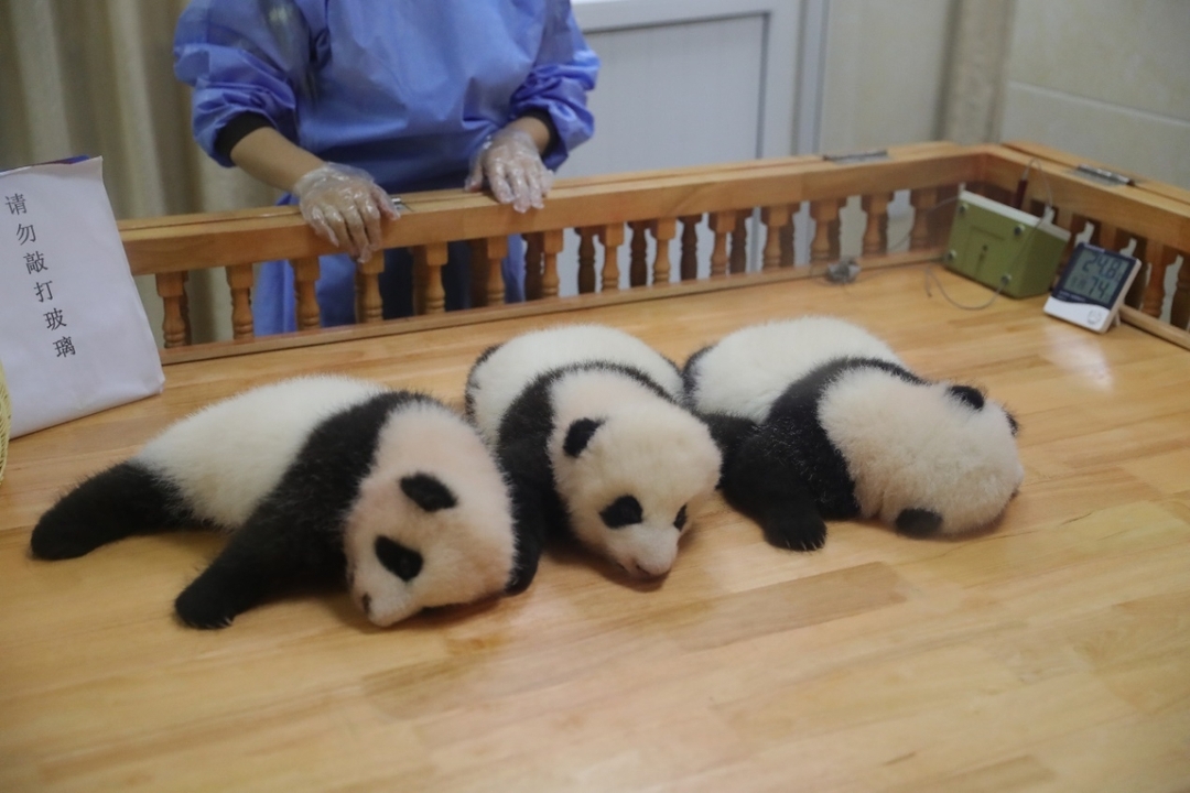 A One-Day Volunteer Experience at the Dujiangyan Panda base 4