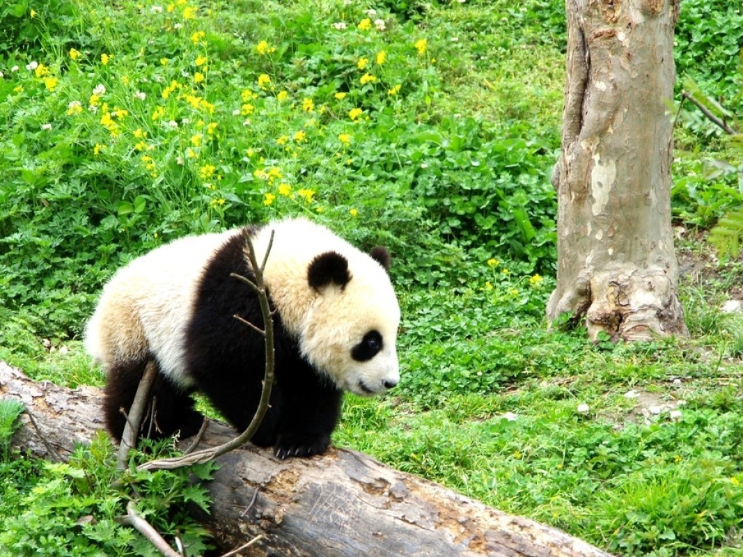 A One-Day Volunteer Experience at the Dujiangyan Panda base 5