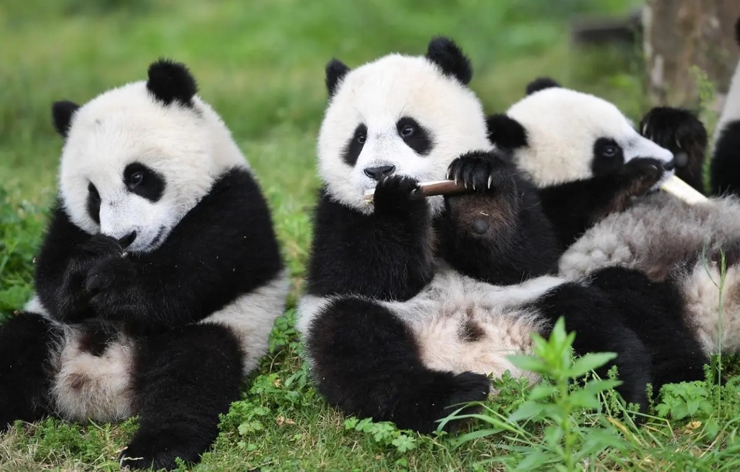 A One-Day Volunteer Experience at the Dujiangyan Panda base 1