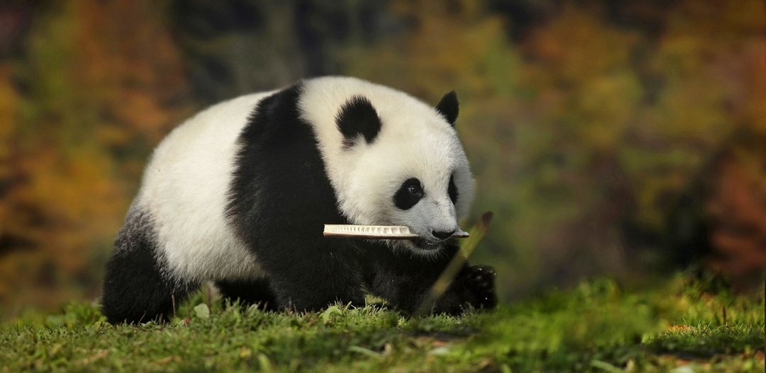 A One-Day Volunteer Experience at the Dujiangyan Panda base 7