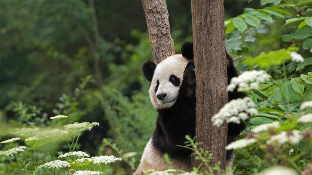 A One-Day Volunteer Experience at the Dujiangyan Panda base 8