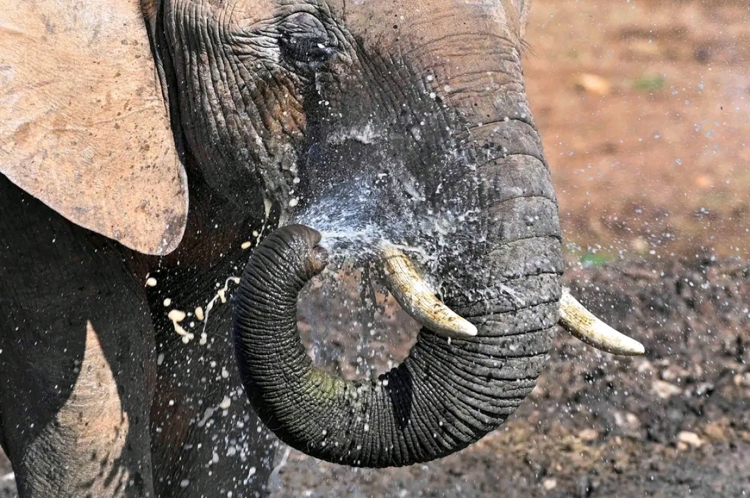 South Africa: Addo Elephant National Park Full Day 2
