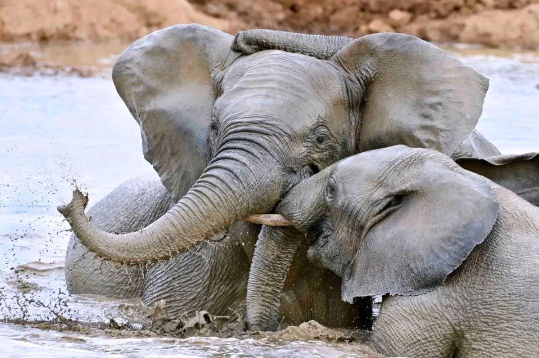 South Africa: Addo Elephant National Park Full Day 5