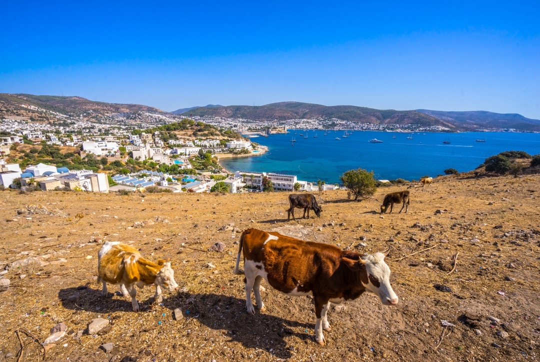 6 Days Bodrum Aegean Dream Vacation 5