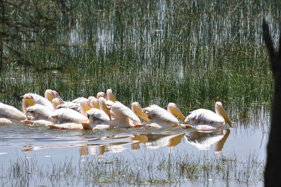 7 Days Luxury Kenya Safari - Private tour 5