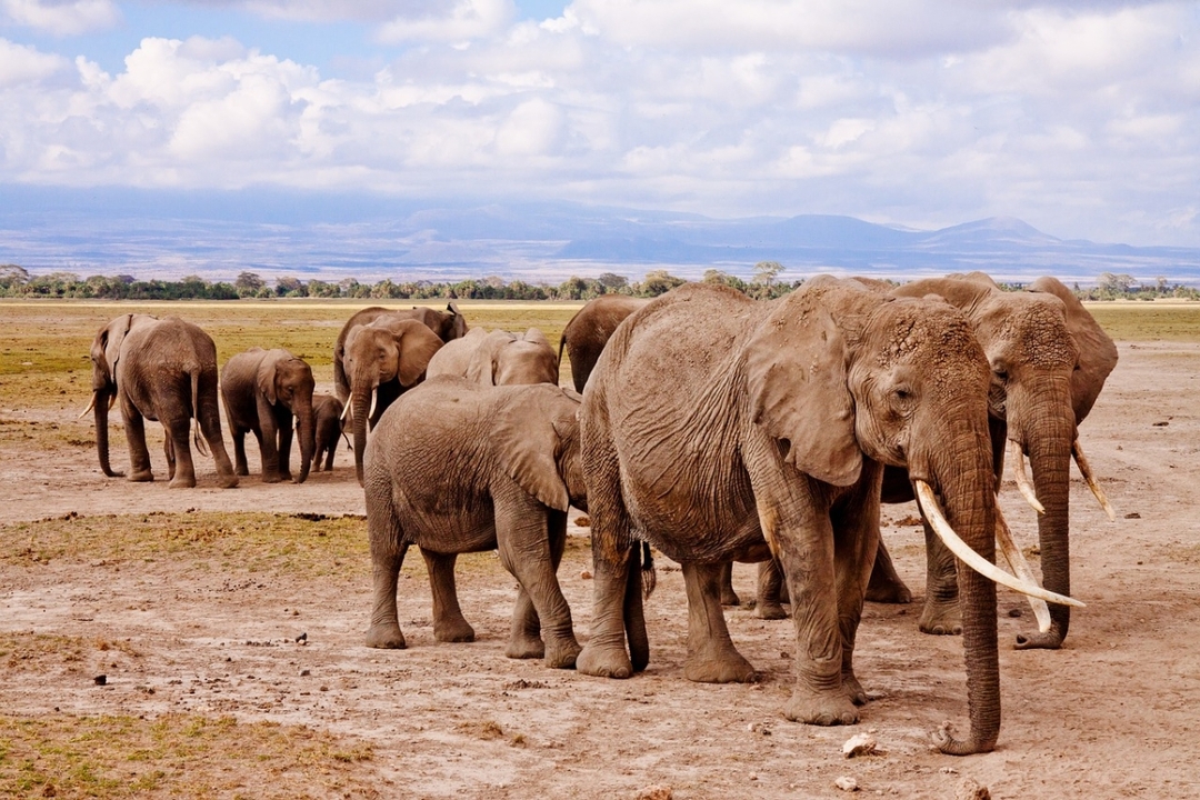 Amboseli National park- Day trip: Mt. Kilimanjaro views 1