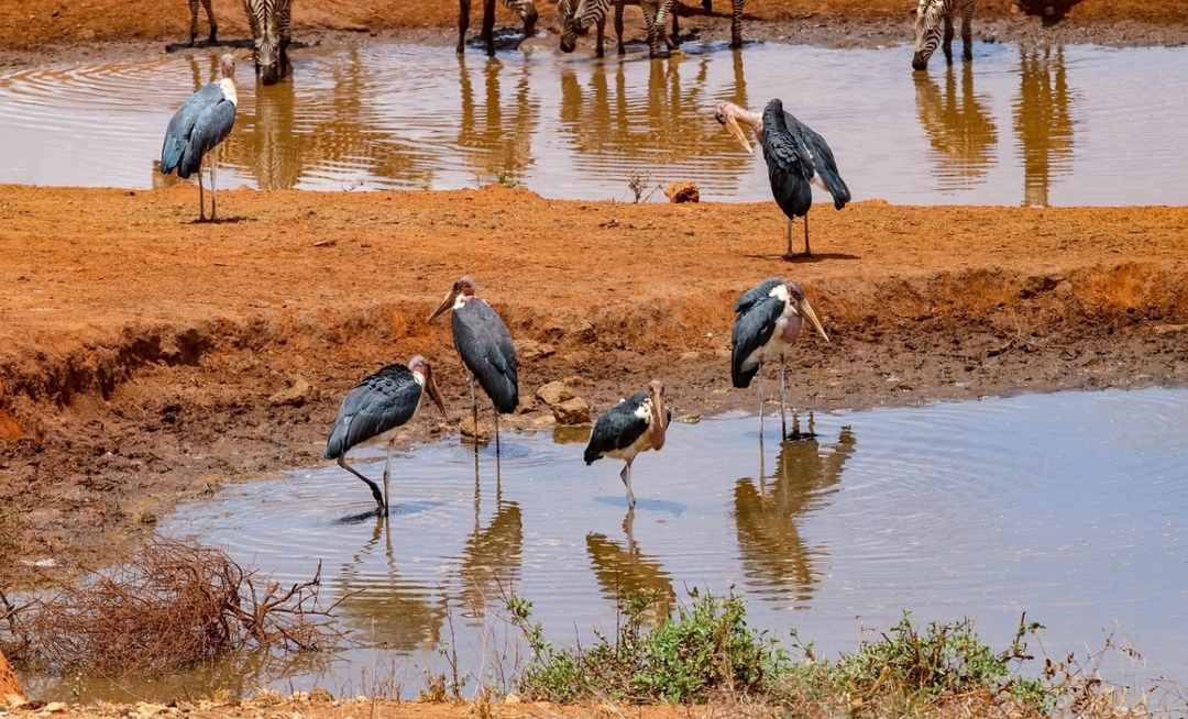 Amboseli National park- Day trip: Mt. Kilimanjaro views 4