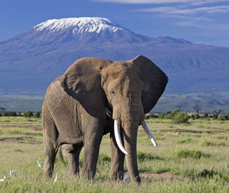 Amboseli National park- Day trip: Mt. Kilimanjaro views 6