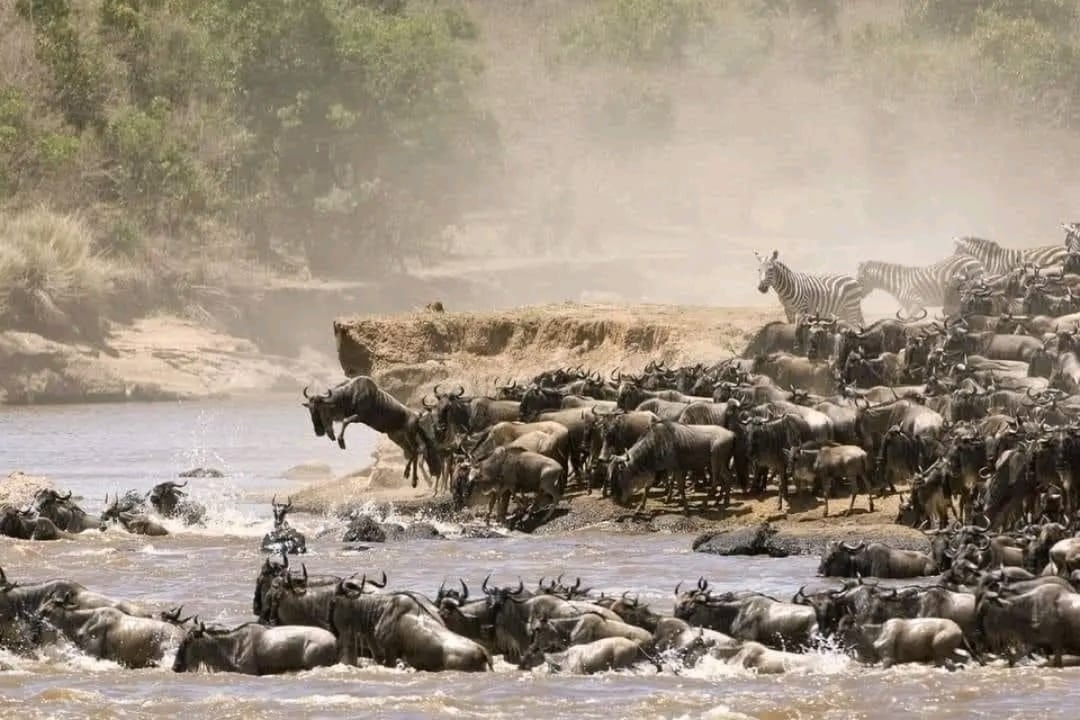 Maasai Mara Adventure: A Thrilling 3-Day Safari from Nairobi 4