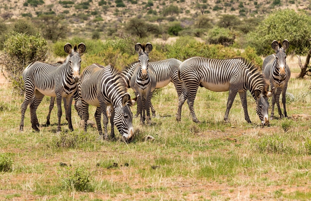 Samburu Safari Adventure: 3 Days of Wildlife Wonders and Scenic Beauty 1