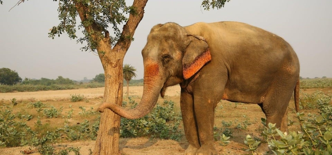 Same Day Taj Mahal With Elephant Conservation Centre From Delhi 2