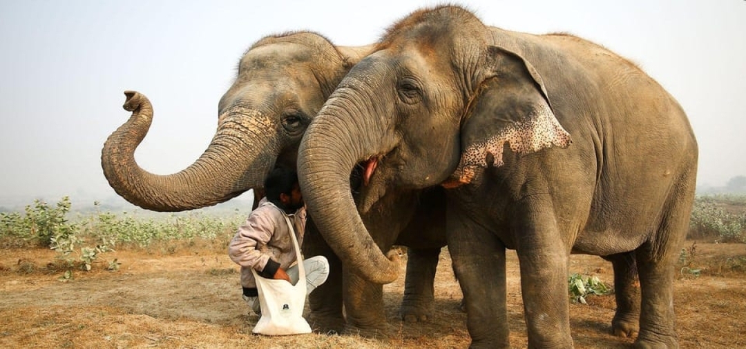 Same Day Taj Mahal With Elephant Conservation Centre From Delhi 1