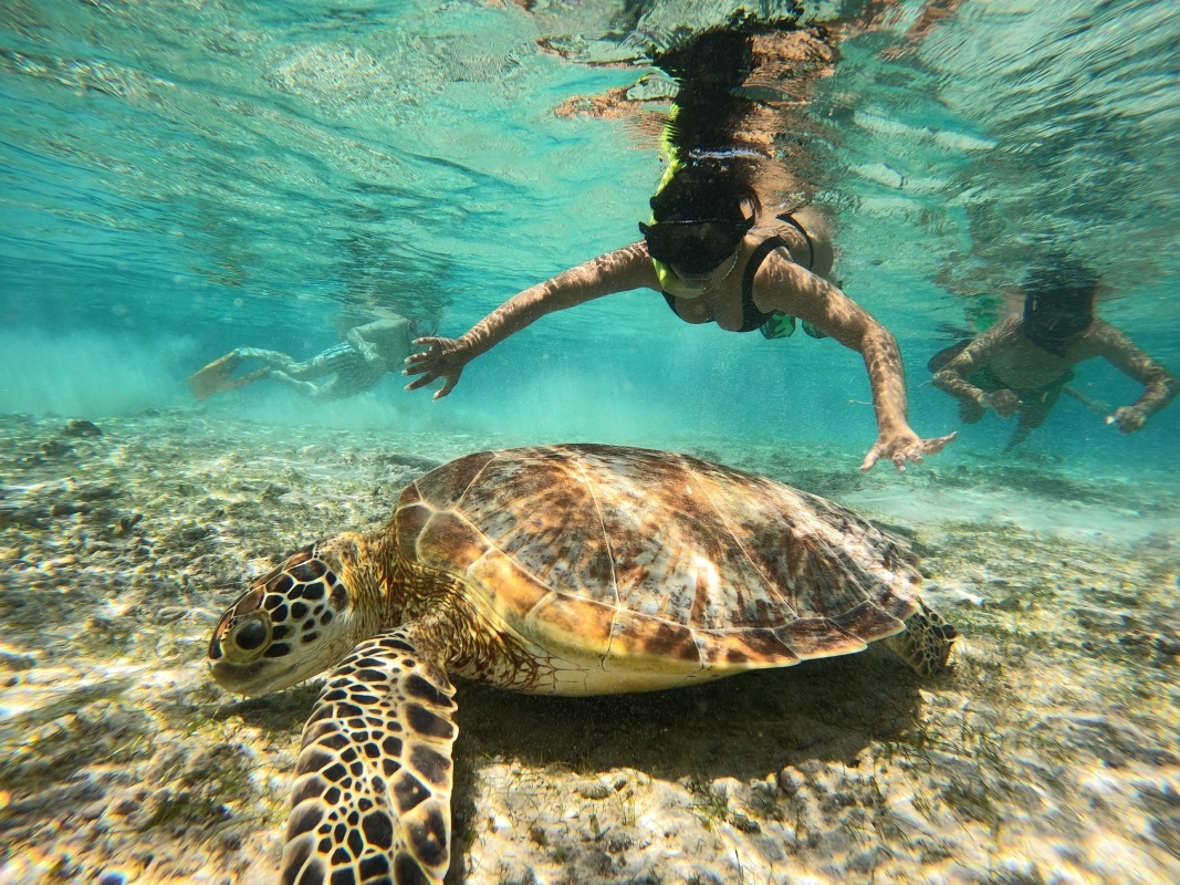 From Lombok: Full Day Snorkeling Day Trip to North 3 Gilis (Trawangan, Meno, Air) 1