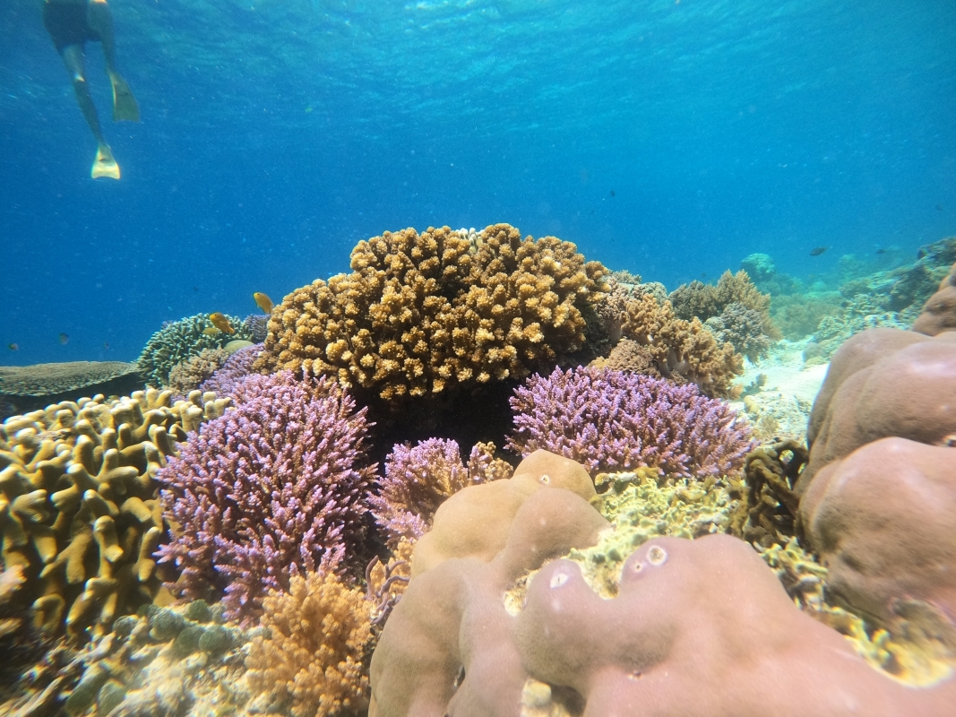 From Lombok: Full Day Snorkeling Day Trip to North 3 Gilis (Trawangan, Meno, Air) 6
