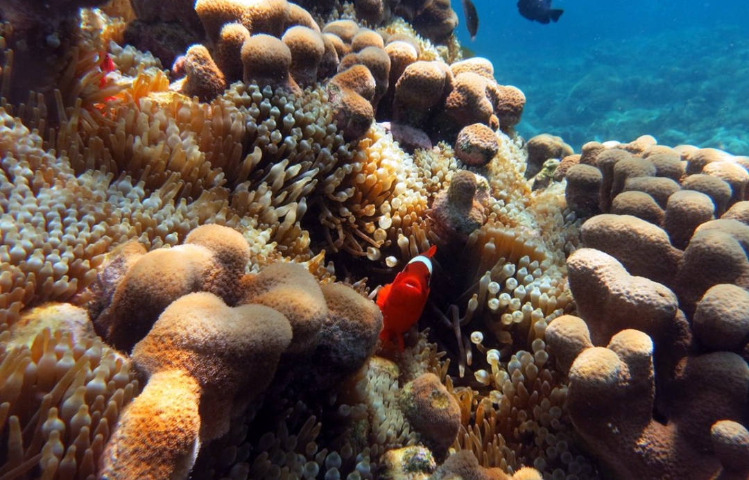 South Lombok Gili Island snorkeling Day Trip (Nanggu, Sudak, Kedis) 3