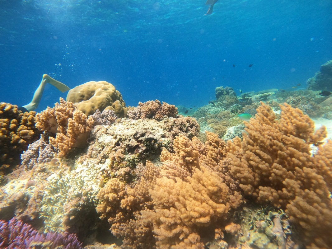 South Lombok Gili Island snorkeling Day Trip (Nanggu, Sudak, Kedis) 7