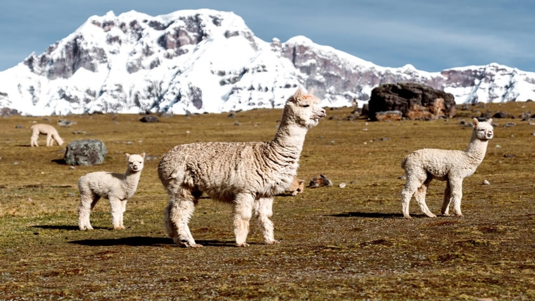 Trekking Through the 7 Lakes of Ausangate 5