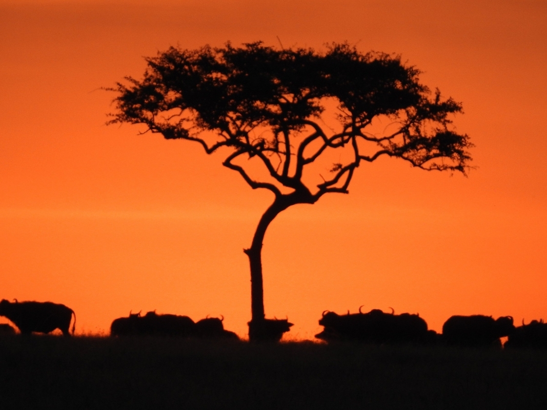 Touch of Serengeti Migration & Ngorongoro Crater 1