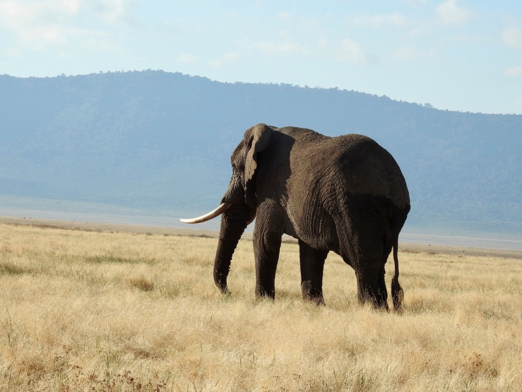 Touch of Serengeti Migration & Ngorongoro Crater 2