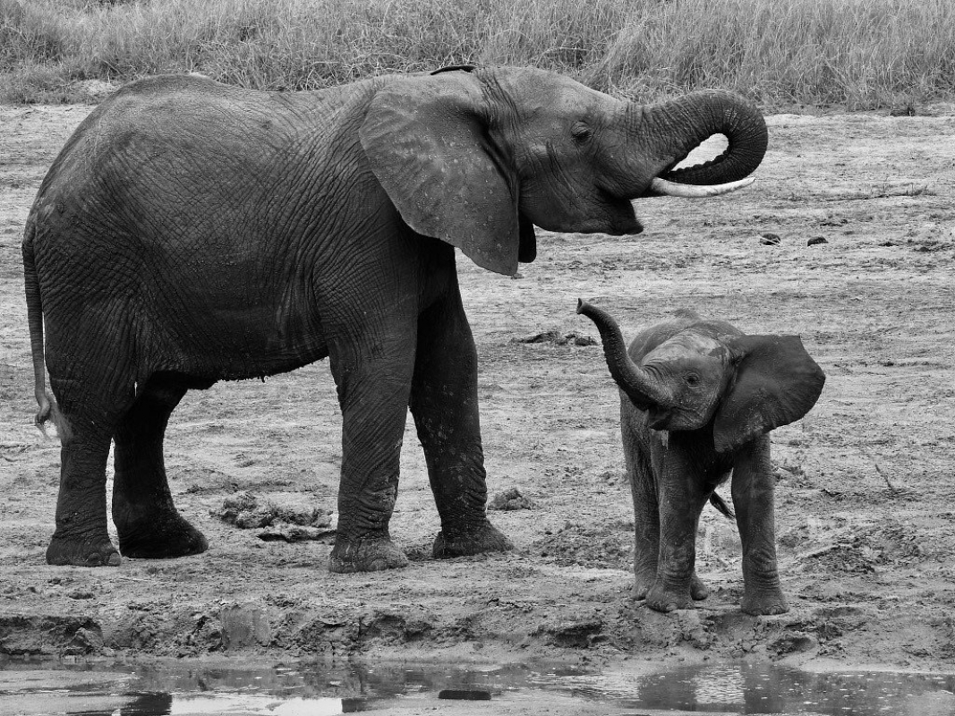 Kenya & Tanzania: Ultimate Luxury Safari Adventure 2