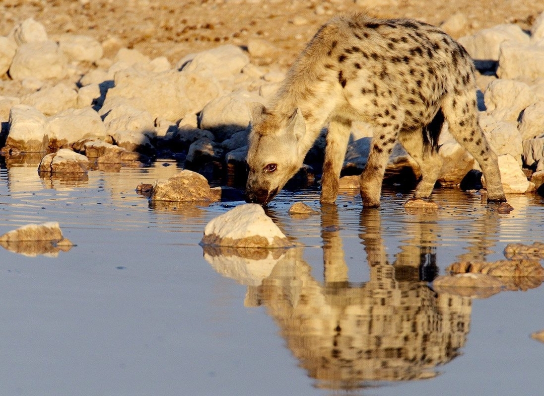 4-Day Adventure Through Amboseli, Tsavo West & Tsavo East Safari 8