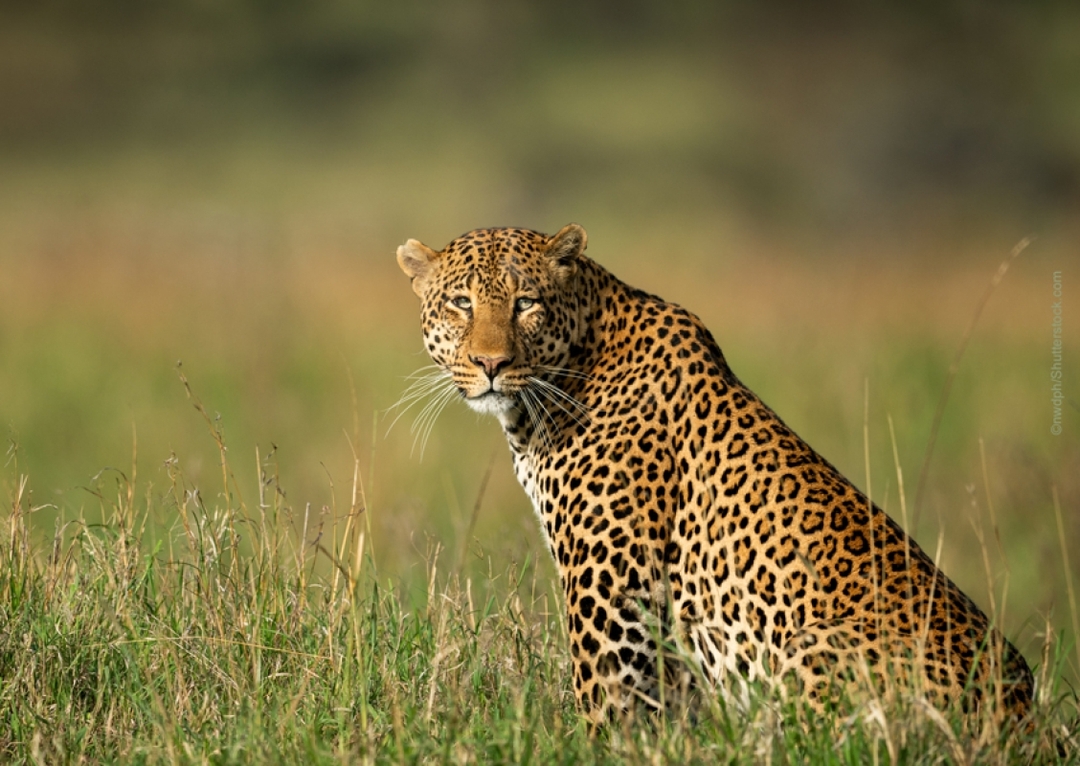Iconic Kenya Safari: Explore Amboseli, Nakuru & Masai Mara in 5 Days 3