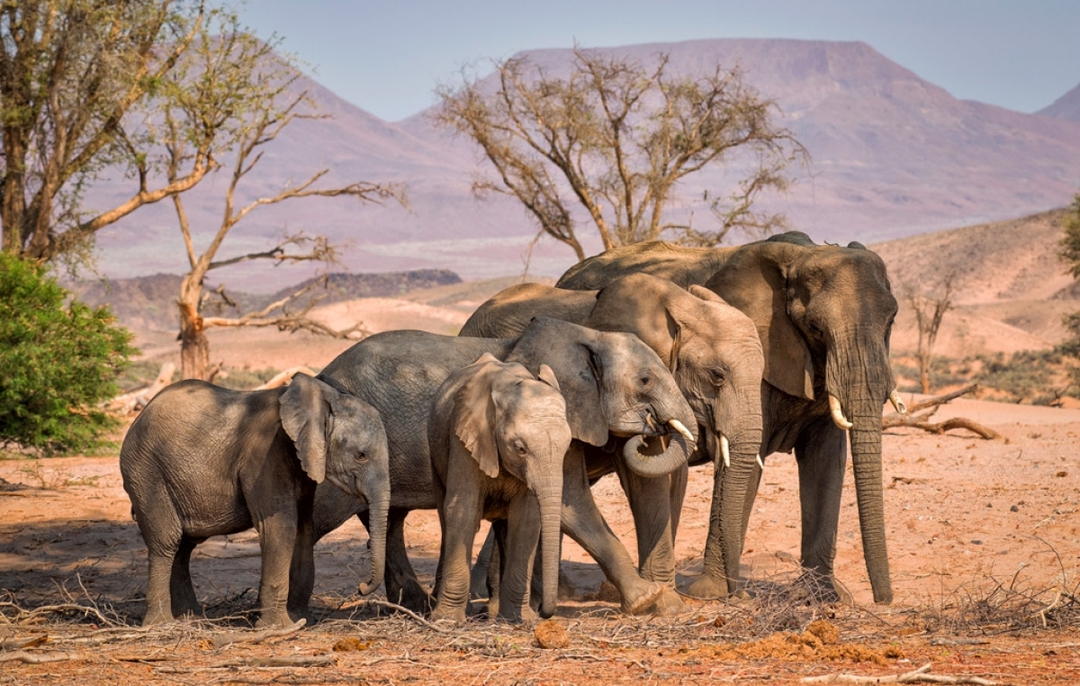5 Days Across Amboseli and Tsavo: Discover Kenya’s Majestic Wildlife 1