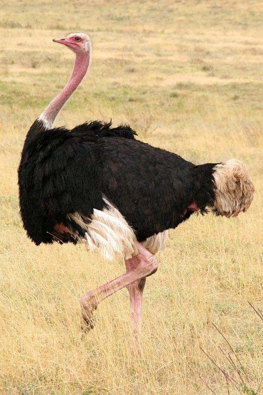 5 Days Across Amboseli and Tsavo: Discover Kenya’s Majestic Wildlife 8
