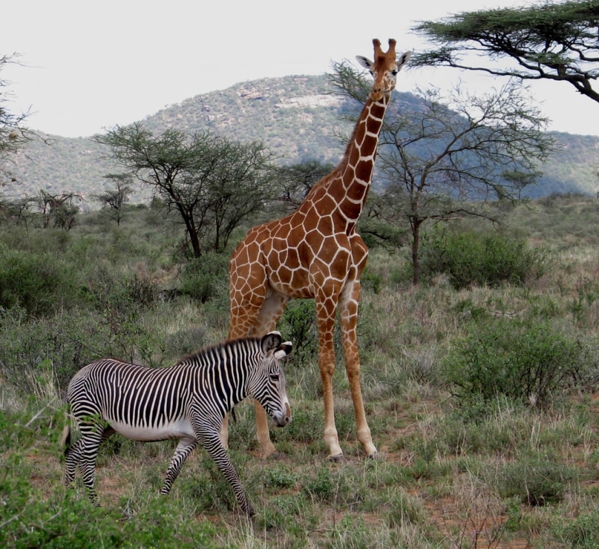 Iconic 3-Day Lakes Safari: Nakuru, Naivasha & Bogoria 3