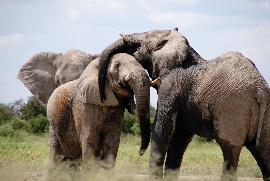 15-Day Kilimanjaro Climb, Serengeti Safari, and Zanzibar Beach Holiday 6