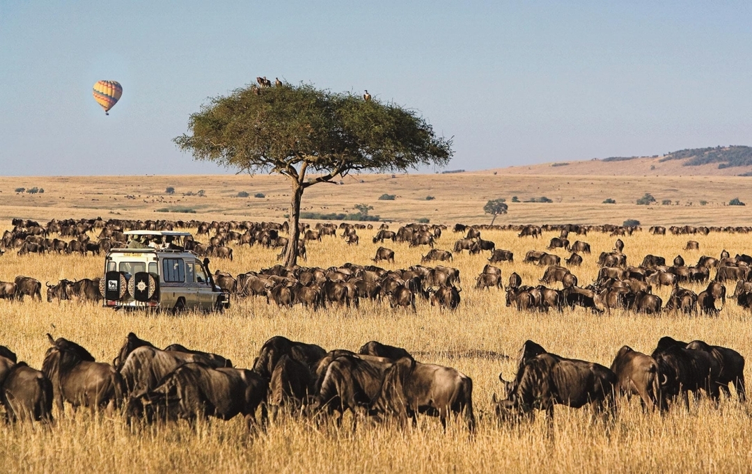 8 Days Lake Nakuru, Masai Mara, Serengeti, Ngorongoro and Amboseli Safari 5