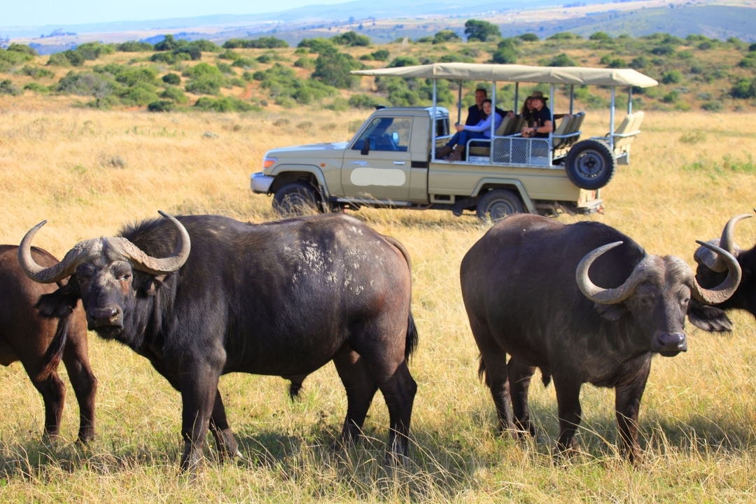 8 Days Lake Nakuru, Masai Mara, Serengeti, Ngorongoro and Amboseli Safari 6