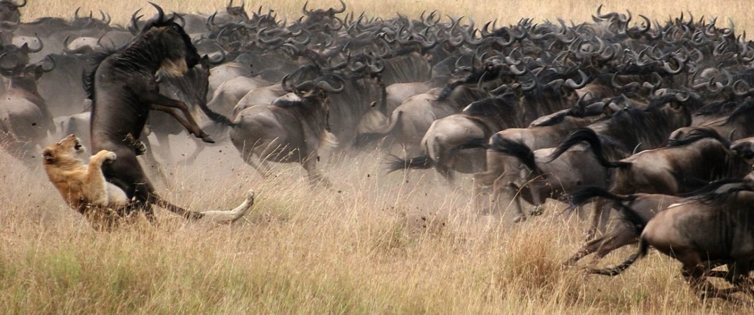 8 Days Masai Mara, Lake Nakuru, Lake Naivasha, Amboseli, Tsavo West and Tsavo East Safari 2
