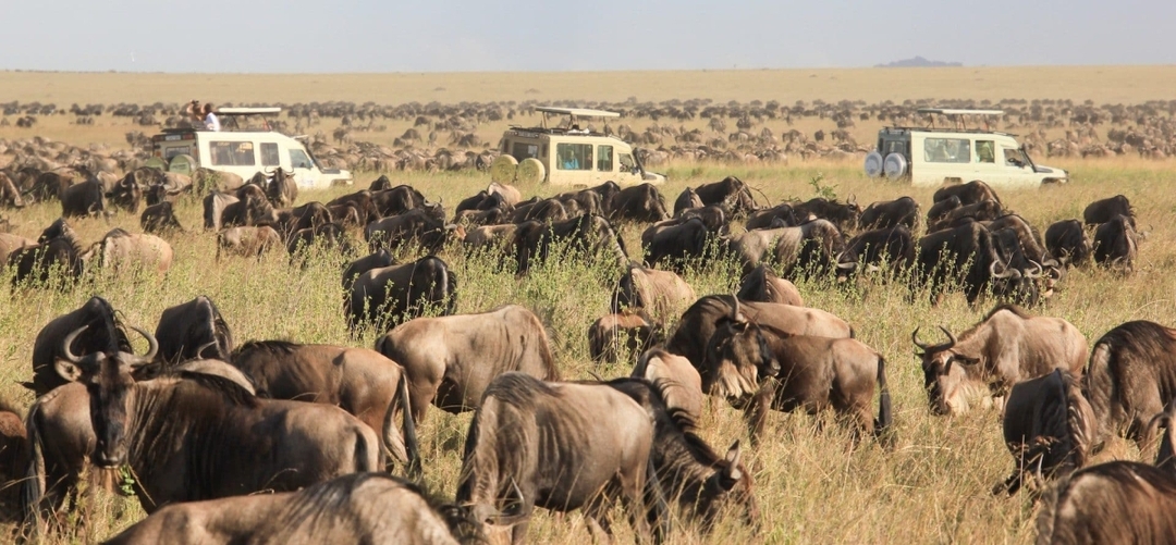 8 Days Masai Mara, Lake Nakuru, Lake Naivasha, Amboseli, Tsavo West and Tsavo East Safari 5