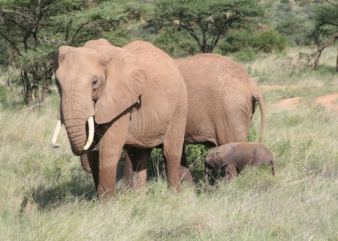 Lake Nakuru & Masai Mara: A 4-Day Luxury Safari Experience 6