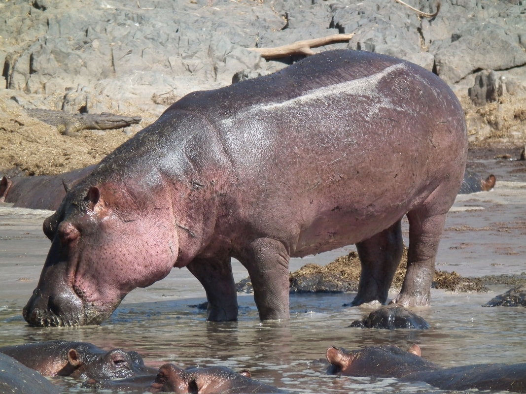 Wild Kenya: Ol Pejeta, Lake Nakuru & Masai Mara in 6 Days 3