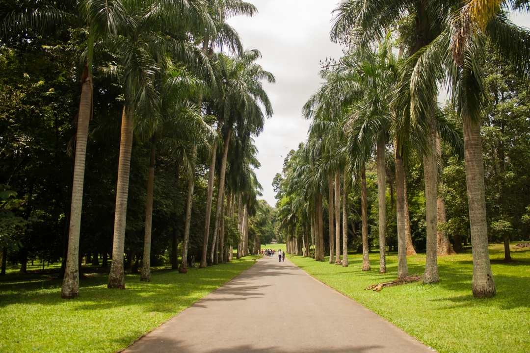 DELIGHT OF CEYLON ( 3 Days/2Nights) 9