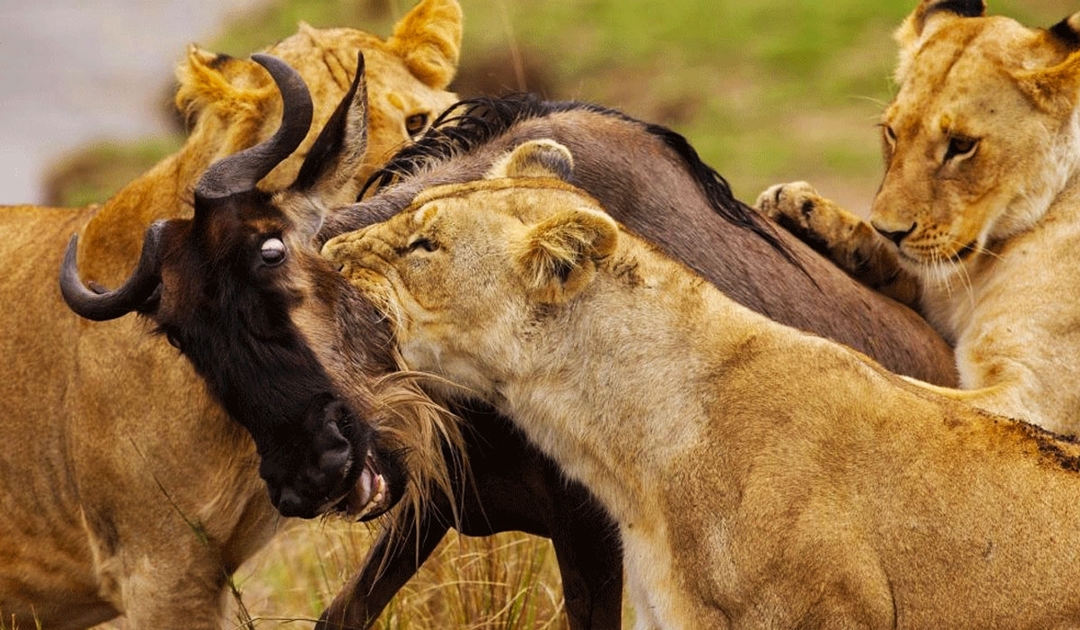 9 Days Kenya and tanzania Spectacular Wildebeest Migration Safari 1