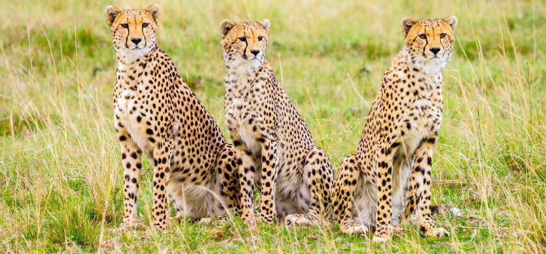 9 Days Kenya and tanzania Spectacular Wildebeest Migration Safari 6