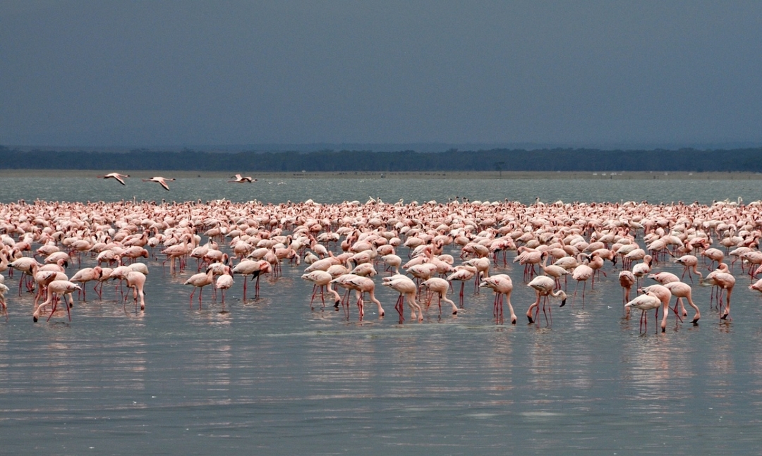 8 Days Experience Kenya Famous Parks Safari on 4x4 Landcruiser Jeep 3