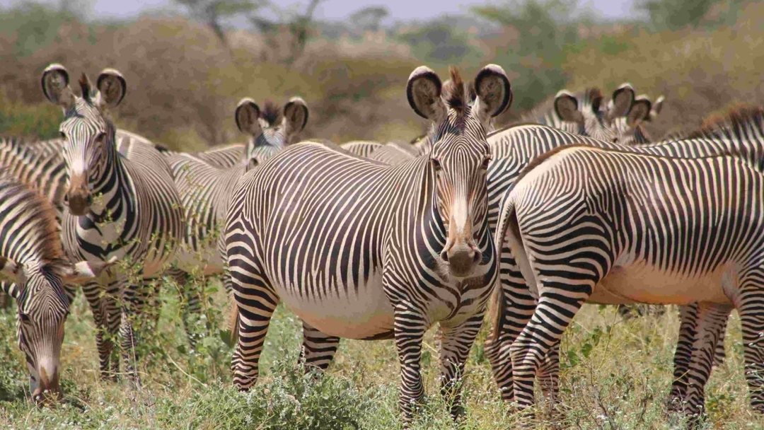 8 Days Experience Kenya Famous Parks Safari on 4x4 Landcruiser Jeep 8