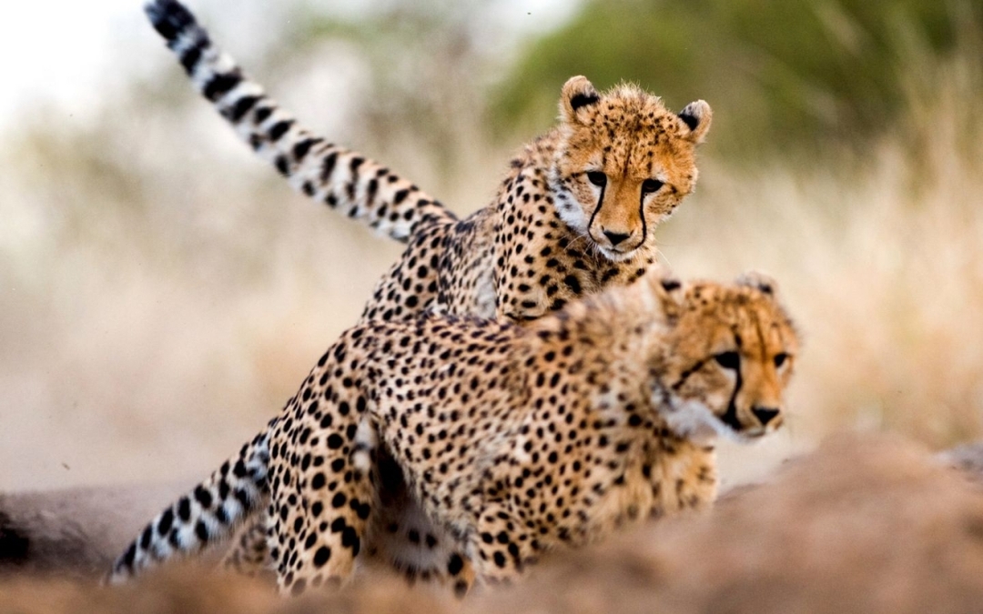 7 Days Big Five Safari to Tarangire, Serengeti, Ngorongoro Crater and Lake Manyara 8