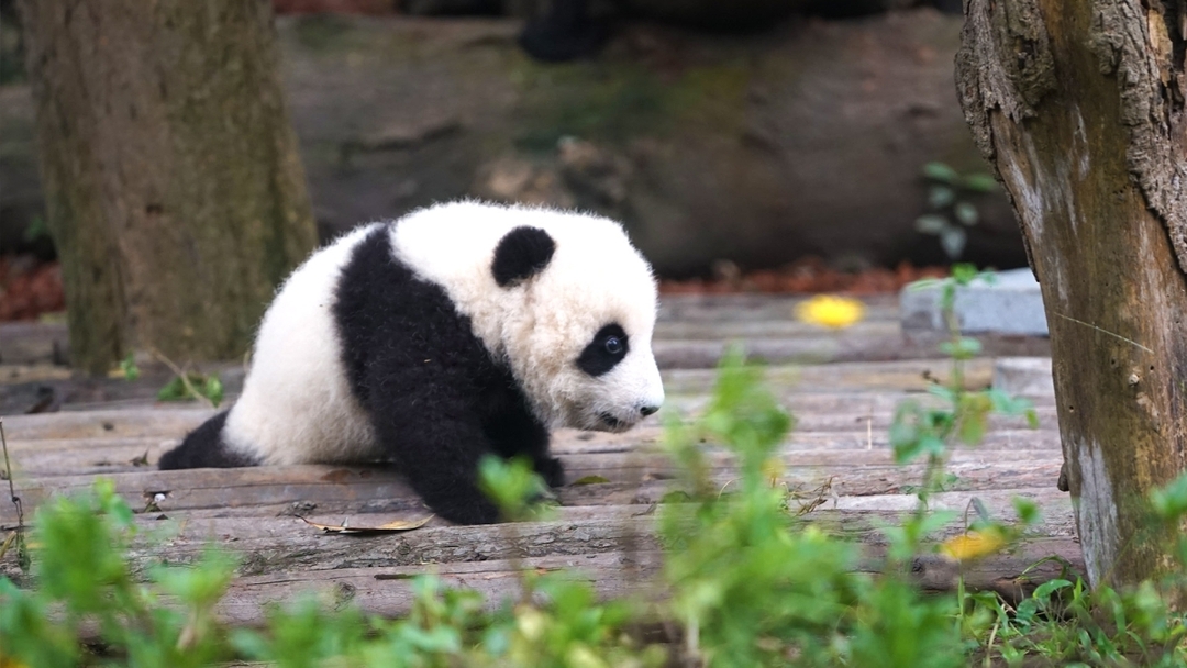 China’s Panda Encounter and Yangtze Cruise - Customizable 1