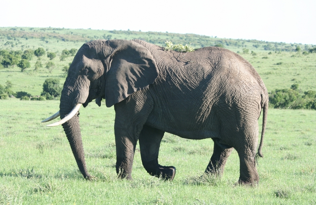 Quick Getaway: 2 Days of Big Five Action at Ol Pejeta 2