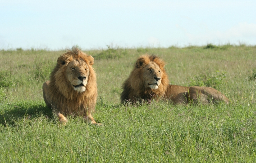 Quick Getaway: 2 Days of Big Five Action at Ol Pejeta 3