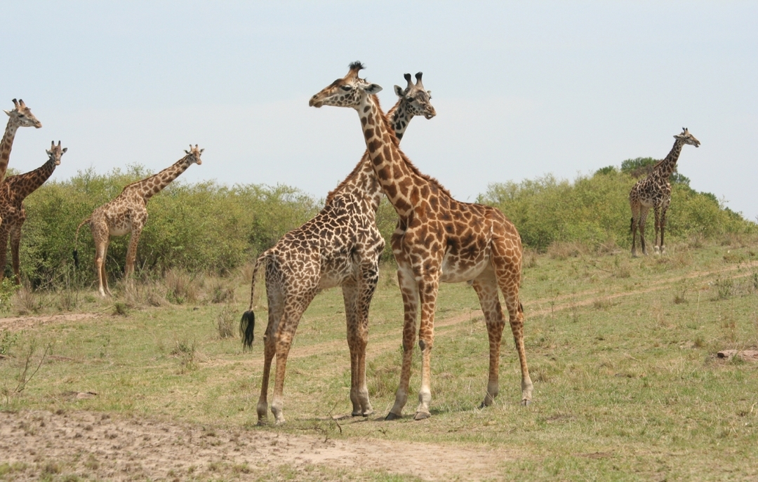 Quick Getaway: 2 Days of Big Five Action at Ol Pejeta 6