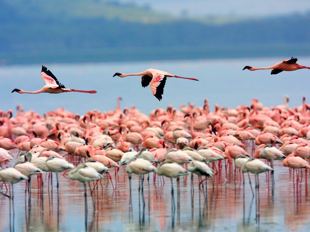 7 Days Kenya Wildlife Safari Combined with Hot Air Balloon Ride Experience 3