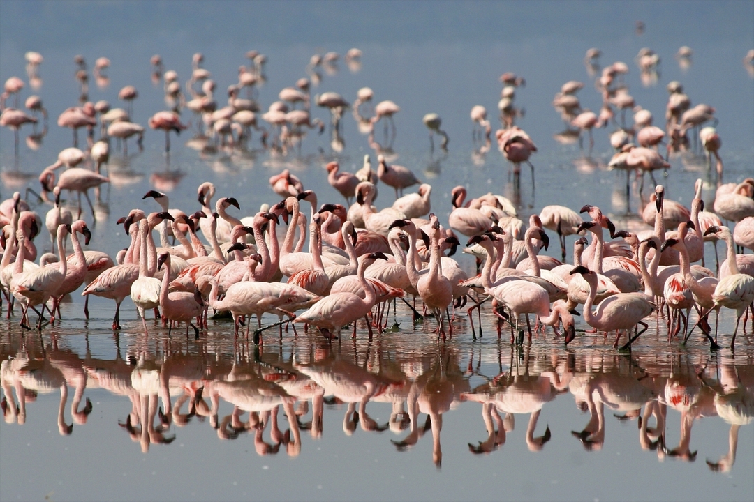 8 Day Discover Kenya Safari Nairobi National Park, Amboseli, Great Rift Valley Lakes And Maasai Mara 1