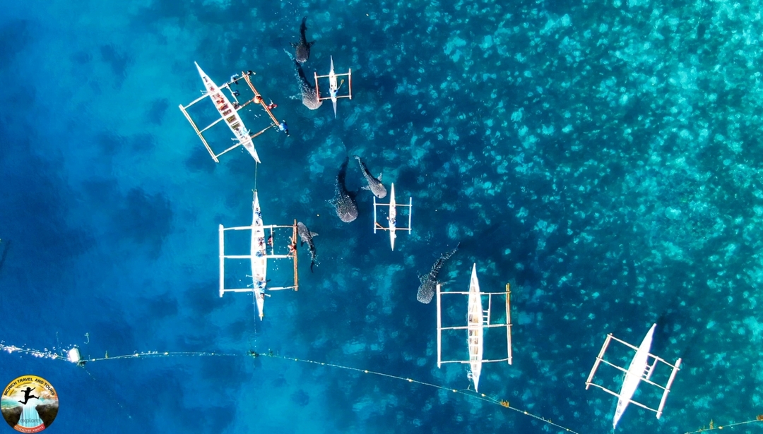 Cebu: Swim with Whale Sharks and Kawasan Canyoneering 5