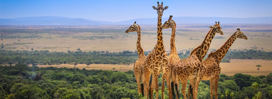 CLASSIC JOURNEYS KIFARU SAFARIS 2025 3